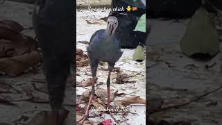 🇱🇰Swamphen Chick in the garden🐥 chick sound birds gardenanimals nature swamphen [upl. by Ahsieyt]