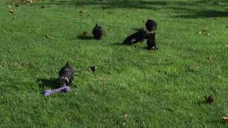 Miniature Schnauzer Puppies For Sale [upl. by Ikkin]