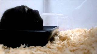 リアルブラックジャンガリアンとして流通するハムスター（Black Djungarian Hamster） [upl. by Mylan]