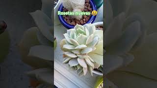 Echeveria lola plantas suculentas succulents [upl. by Haleelahk534]