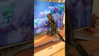 Hi cat！Dont eat the TV！！😂😂😂😂 [upl. by Manton]