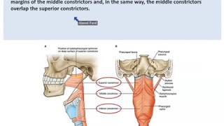 Anatomy of the Pharynx  Dr Ahmed Farid [upl. by Asare485]