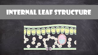 Internal Structure of a Leaf  Plant Biology [upl. by Ikik]