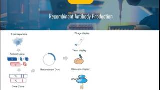 Introduction of Recombinant Antibody [upl. by Craw]