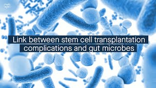 Stem cell transplantation complications are linked to changes in the gut microbiome [upl. by Gunilla]