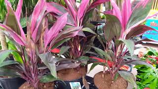 Care tips for the Cordyline Plant  Donna Joshi [upl. by Yenittirb]