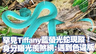 罕見Tiffany藍螢光蛇現蹤！網：遇到色違版｜野生動物｜赤尾青竹絲 [upl. by Lee]