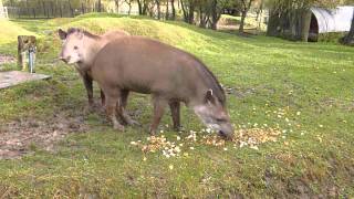 Brazilian Tapirs at Linton Zoo Tiana and Thiago meet for the first time Dec 2012MOV [upl. by Shipley]