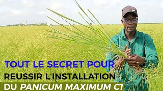 TOUT LE SECRET POUR RÉUSSIR LINSTALLATION DU PANICUM C1 [upl. by Rodolfo]