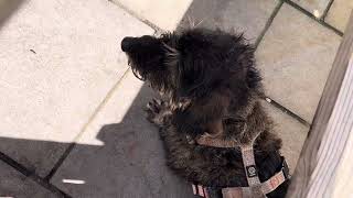 Pub lunch with Barkley the wire haired Dachshund  The Aftermath [upl. by Eudocia]