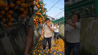 Poor Orange Seller 😞 shorts ytshorts orange [upl. by Grubman537]