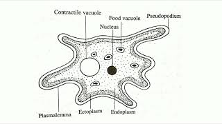 Phylum Rhizopoda  Amoeba [upl. by Kaleena]