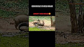 Crocodile vs wild boar animals trending shorts wildboar crocodile warthog shortyoutubeshorts [upl. by Hembree471]