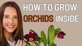 How to Grow Orchids Inside A Guide for Beginners [upl. by Gelman]