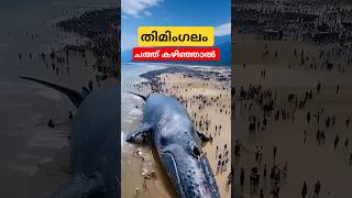 നീല തിമിംഗലം ചത്ത്‌ കഴിഞ്ഞാൽ bluewhalefacts malayalam shorts [upl. by Gilpin]