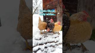 Looks like an early winter seramachicken bantams hühner raisingchickens zwerghuhn gallinas [upl. by Whorton]