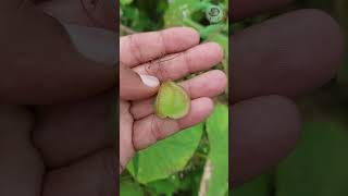 रानभाजी कपाळ फोडी  Ranbhaji Kapalfodi  Cardiospermum halicacabum  Balloon vine health [upl. by Amorette]