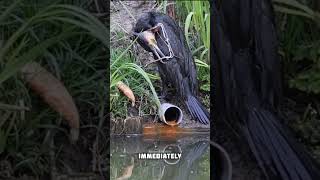 A cormorant was rescued from a muskrat trap🪤 shorts animals rescue wildlife [upl. by Kcod]