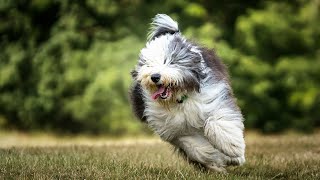 Old English Sheepdog A Friendly Loving Family Pet [upl. by Llenram]