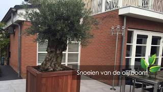 Het snoeien van de olijfboom  OlijfboomSpecialistnl  Mediterrane bomen vertrouwd dichtbij [upl. by Ecnerwal554]