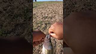 Such A Big Bite For a Small Bass bassfishing [upl. by Refinnaj]