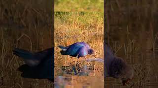 Greyheaded swamphen birds swamphen wildlifephotography wildlife nature youtubeshorts youtube [upl. by Ilsa]