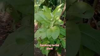 Sambong  herbal medicine shorts shortvideo Plants Farming Planting Sambongherbalplant [upl. by Eural143]