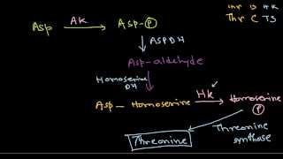 Amino acid synthesis [upl. by Nylac924]