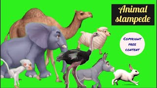 Animal Stampede 2024 green screen stampede greenscreen animal chromakey [upl. by Notlok]