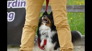 Peanut  1 Year Old Sheltie  6 Week Intensive Dog Training Course [upl. by Aibonez]