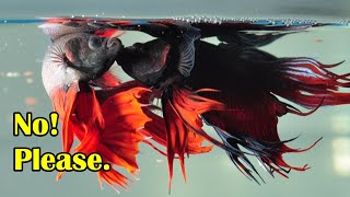 Why Do Betta Fish Fight [upl. by Desdee]