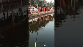 mancing tawes sirip merah dengan joran microfishing jigmenmicropole mancing mancingmania [upl. by Glassman133]