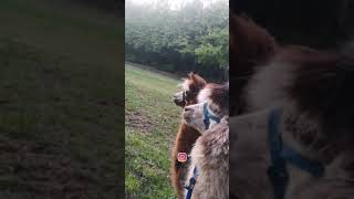 How Alpacas sound  Alpaca quotscreamquot [upl. by Natalee588]