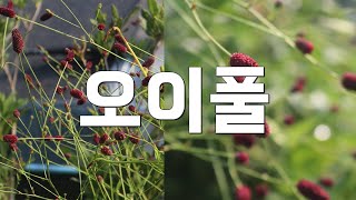 60초± 그라스와 잘 어울리는 상쾌한 향기의 오이풀 소개  Sanguisorba officinalis L [upl. by Eanad838]