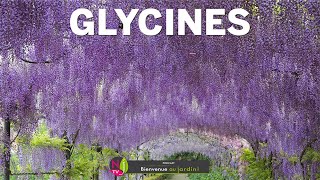 GLYCINES  CONNAÎTRE ET BIEN CULTIVER CES PUISSANTES PLANTES GRIMPANTES AUX BELLES GRAPPES PARFUMÉES [upl. by Salokkin]