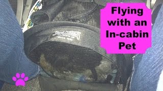 How to Flying with an Incabin Pet [upl. by Niak450]