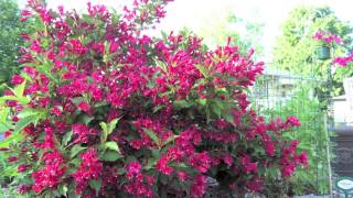 Fast Growing Red Weigelia [upl. by Pierson]