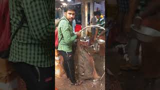 53 Kg Shankar Fish video  Shankar Fish in Bengaliशंकुश मछली Thriukkai Fish  Batoidea amp Ray Fish [upl. by Anerom]