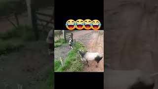 comedy viralvideo viralshorts explore dog fighting cow reels instgram dogfight quetta [upl. by Juana913]