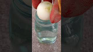 Grow Green Onion at Home So EASY [upl. by Annaeoj]