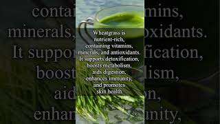 Benefits of wheat grass healthbenefits wheatgrass health youtube shorts youtubeshortsimmunity [upl. by Garin]