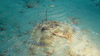 Grondin Volant  Flying gurnard Dactylopterus Volitans [upl. by Eleph875]