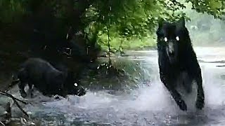 Lupine Dog Pack Prowls Thunderstorm 2 of 2 [upl. by Joellen]