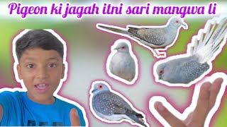 Pigeons ki jagah itni sari doves mangwa li  birds doves [upl. by Iggy549]