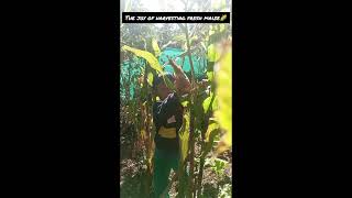 Harvesting fresh maize from our kitchen garden [upl. by Lonnie]