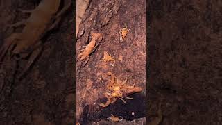 Tityus StigmurusBrazilian scorpion🦂 babies have left moms back 2i [upl. by Nnaeed]