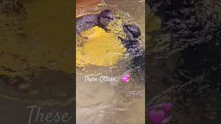 otterlyadorable ottersofinstagram ottervideos otterlove otterspool northcarolina ncaquariums [upl. by Ariamo]