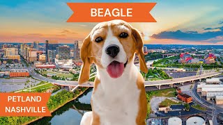 Beagle Breed Highlights [upl. by Attesoj]