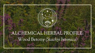 Alchemical Herbal Profile Wood Betony Stachys betonica [upl. by Vachel561]