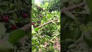 Pés de acerola produzirão bem [upl. by Schultz]